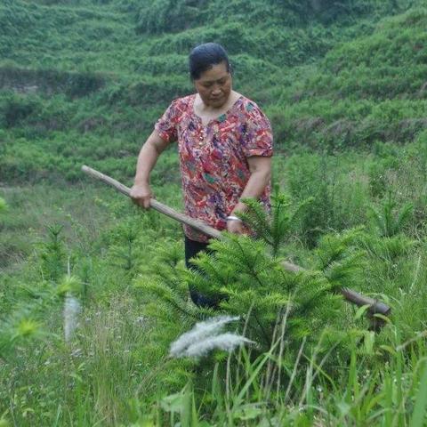 (怎么重新种树)老农如何利用数据恢复技术重新种植树木？
